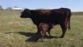 Cattle Nutrition and Reproduction - Dr. Shelly Rosasco