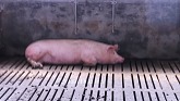 Breeding Millions of Modern Pigs - Automatic Pig Farm Management System