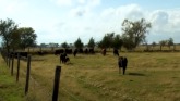 Grazing Frosted Forages