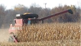 Corn Harvest 2023 | Case IH Axial-Flow 8120 Combine Harvesting Corn | Ontario, Canada