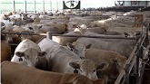Beef Cattle on EASYFIX Slat Rubber - Circle G Farms Testimonial, Oregon, Illinois
