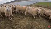 These SHEEP got a NEW SHED