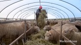 Million Dollars Lamb Farming Technology & Method - Cleaning, Shearing, Trimming Hooves Sheep Process