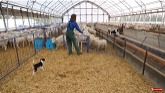 We finally WEANED our spring lambs ...and why it almost brought me to tears. | Vlog 696