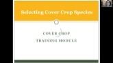 Cover Crop Selection