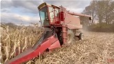 INTERNATIONAL 1480 Axial-Flow Combine Harvesting Corn