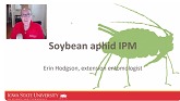 Soybean aphid IPM
