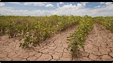 Soybean health issues in a drought