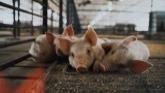 Dirty Jobs on The Pig Farm