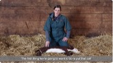 How to (and not to) resuscitate newborn calves