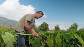 Herbaceous Wind Barrier