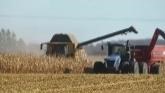 Corn Harvest 2023 | New Holland CR 7...