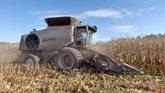 GLEANER S97 Combine Harvesting Corn