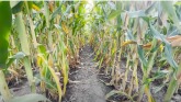 WM23- Corn Rotation and Cover Crop for Better Soybean Weed Control