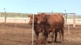 Cattle Feeding and Calving Strategies