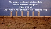 Impact of Seeding Depth on Alfalfa Em...