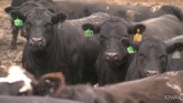 New Rules for Packers and Stockyards ...