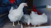 Discover the Poultry In Motion™ - Ful...
