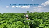 Harvesting industrial hemp fiber and grain