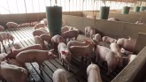 Pork Producers Hoping to Put Rough St...