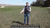 When to Move Off Cattle Grazing on Wheat
