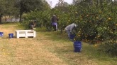 Georgia’s Citrus Industry is Flourish...