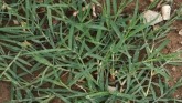 How Can You Tell if There is Bermudagrass in Your Pasture?