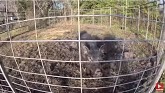 Are Wild Hogs Out of Control In Flori...