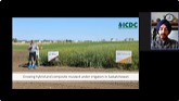 Growing Hybrid and Composite Mustard Under Irrigation in Saskatchewan