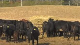 H5N1 Avian Flu Enters Dairy Herd
