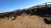 Chris Byers Cattle Farm- Bonus Footage