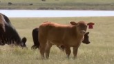 Demystifying Climate Impacts From Cattle Production
