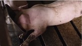 M&M Farms: Keeping Pigs Happy and He...