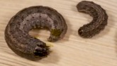 Scout for Army Cutworm