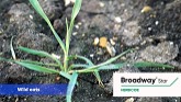 Spring weed control in winter wheat w...