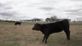 Cow-Calf Corner