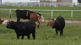 First Calf Heifers - How Are They Different?