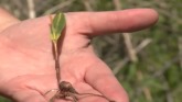 Corn Seedling Diseases