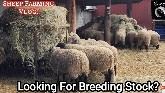 Discover Our Process For Finding Quality Breeding Stock!