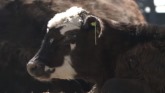 Women in Ag - Herd That Conference