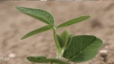 Soybean Growth and Development