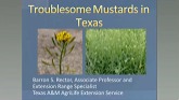 Troublesome Mustards in Texas