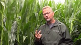 On the Ground - Fungicide Timing for Successful Corn