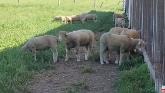 Experience An Online Sheep Auction In Canada!