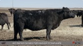 Injection best practices for beef cattle
