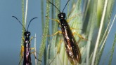 Crop Talk - Wheat Stem Saw Fly