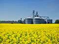 Video:  Canadian PM Comments On Canola Exports