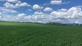Canada Day crop tour. Northern Alberta.