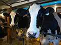 Video:  Harvest 2016 - Dairy Farming In Canada