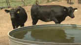 Water Quantity and Quality for Cattle